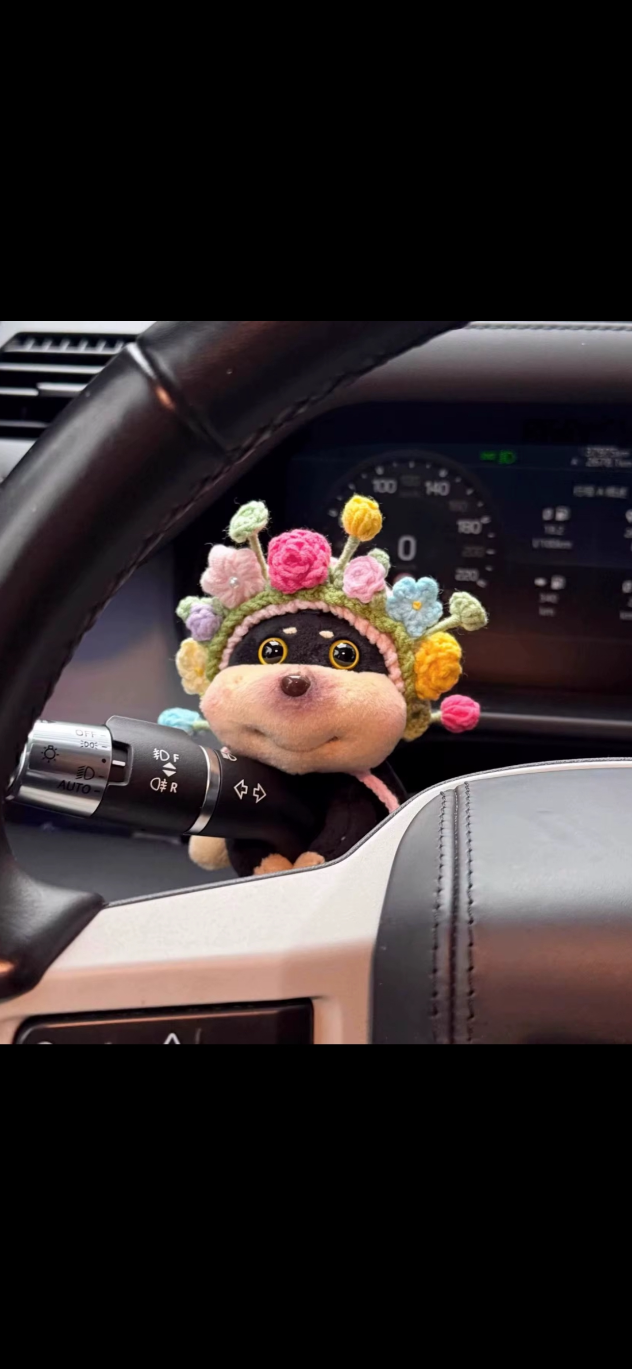 cute dog